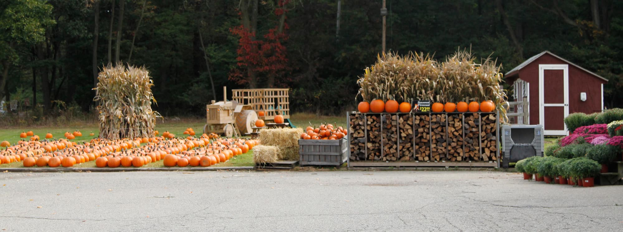 The pumpkin and firewood display in front of the farm, with mums and a red shed