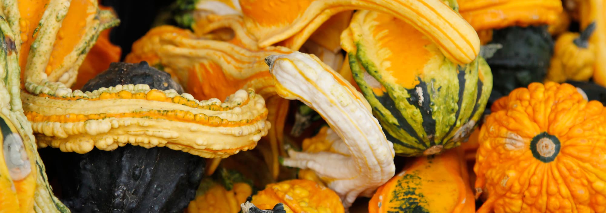 A pile of colorful ornamental gourds