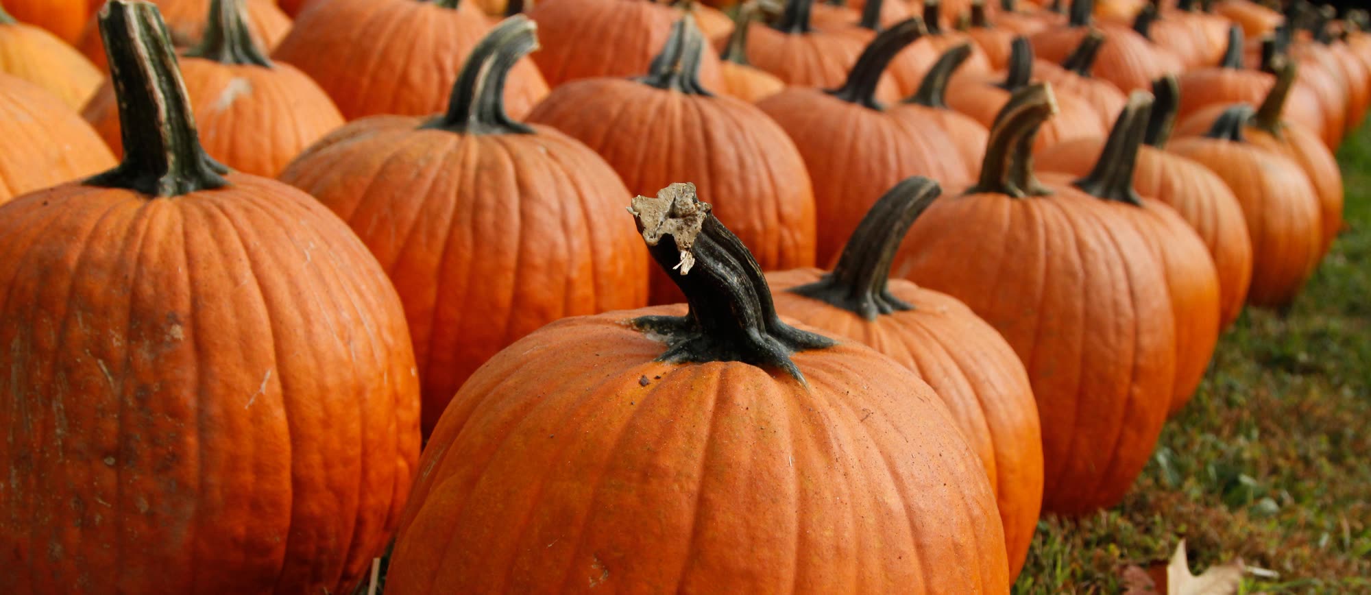 Big orange pumpkins lined up in rows