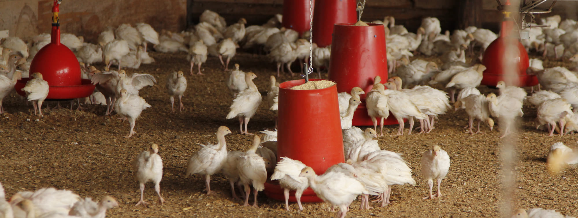 Young turkeys in the big airy barn with red feeders