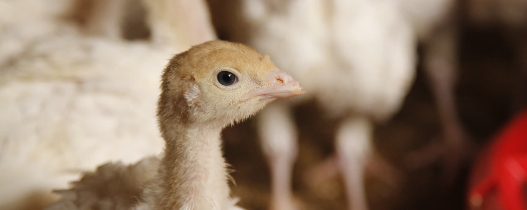 A young turkey poult looking into the camera