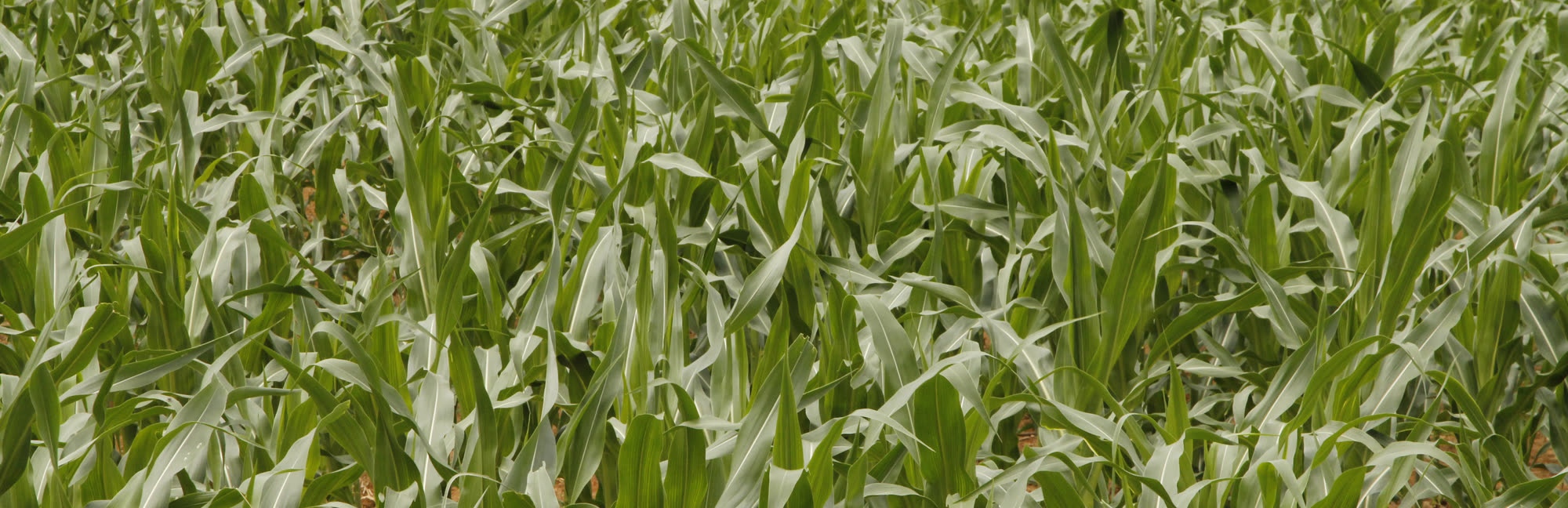 A field of young green corn